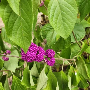 American Beautyberry Live Plant – Callicarpa Americana – 3 Pack – 2.5 inch Container - Image 2