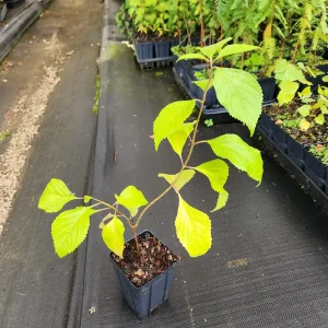 American Beautyberry Live Plants - 2 Pack 4-inch Containers Callicarpa Americana - Image 3