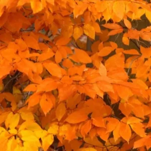 American Beech Live Plant – Native Shade Tree – 6-12 inches Tall – Quart Pot – Outdoor - Image 6