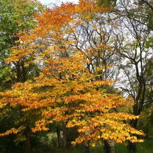 American Beech Live Plant – Native Shade Tree – 6-12 inches Tall – Quart Pot – Outdoor - Image 7