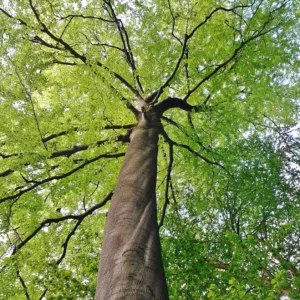 American Beech Live Plant - Quart Pot - Fagus grandifolia, Deciduous Tree - Image 2