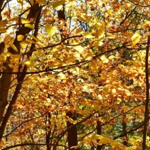 American Beech Live Plant - Quart Pot - Fagus grandifolia, Deciduous Tree - Image 5