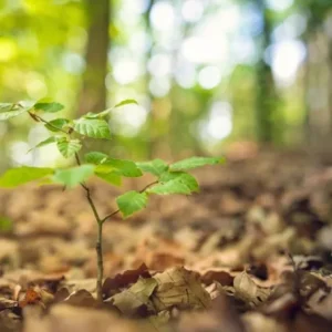 American Beech Live Plant - Quart Pot - Fagus grandifolia, Deciduous Tree - Image 6