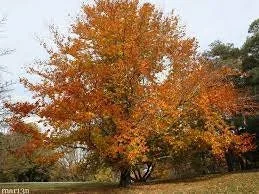 American Beech Live Tree - Fagus grandifolia - Quart Pot - Outdoor Shade Tree - Image 1