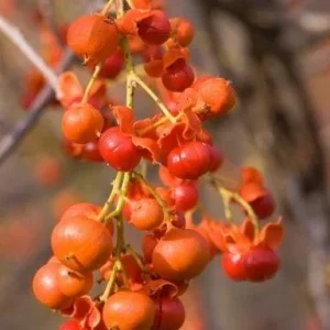 American Bittersweet Vine - Celastrus scandens - 2 Bare Roots - Outdoor Climbing Plant - Image 2