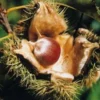 American Chestnut Live Plant - Castanea dentata Seedling, Up to 3ft Tall, Outdoor - Image 1