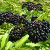 American Elderberry Bareroot Plant - Sambucus canadensis - Cold Hardy - 12-18 inches - Outdoor Shrub - Image 1