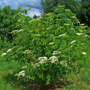 American Elderberry Bareroot Plant - Sambucus canadensis - Cold Hardy - 12-18 inches - Outdoor Shrub - Image 2