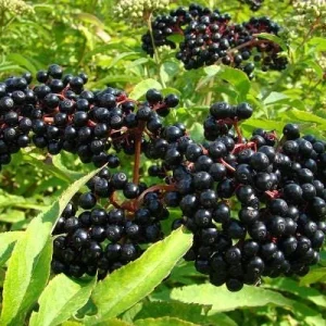 American Elderberry Live Plant - Sambucus Canadensis Shrub - 3.5'' Pot, 6-12'' Tall - Image 2