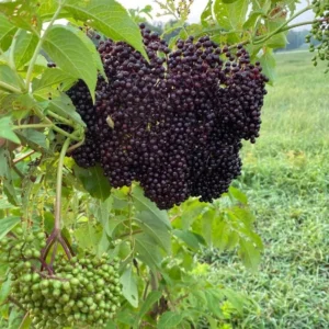 American Elderberry Live Plant – Sambucus canadensis – 12in Tall – 1qt Pot – Outdoor - Image 2