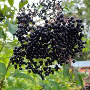 American Elderberry Live Plant – Sambucus canadensis – 12in Tall – 1qt Pot – Outdoor - Image 1