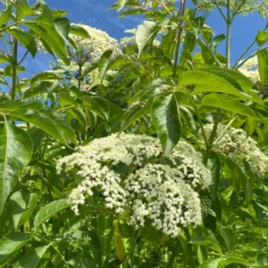 American Elderberry Live Plant – Sambucus canadensis – 12in Tall – 1qt Pot – Outdoor - Image 4