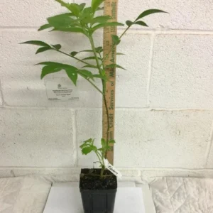 American Elderberry Live Plant – Sambucus canadensis – 12in Tall – 1qt Pot – Outdoor - Image 7