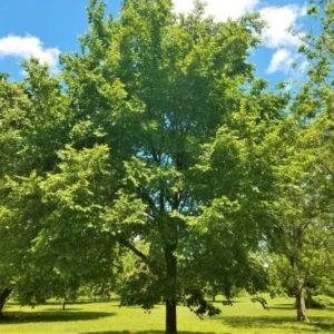 American Elm Bare Root Seedlings - Ulmus americana Tree - 5 Pack, 12-18