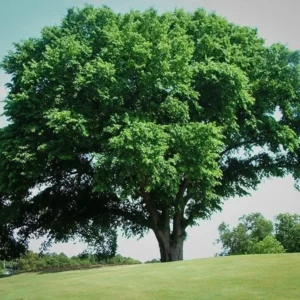 American Elm Live Plant - Ulmus americana - Quart Pot Shade Tree, Fast Growing, Outdoor - Image 2