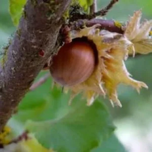 American Hazelnut Live Plant - Up to 2 ft Tall Seedling - Outdoor Nut Tree - Image 2