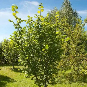 American Hazelnut Seeds - Corylus Avellana Fresh Nuts for Wildlife & Culinary Use - Image 2