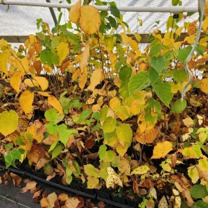 American Hazelnut Tree (Corylus Americana) – 5 Bareroot Plants – 6-12