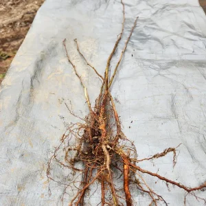 American Hazelnut Tree (Corylus Americana) – 5 Bareroot Plants – 6-12