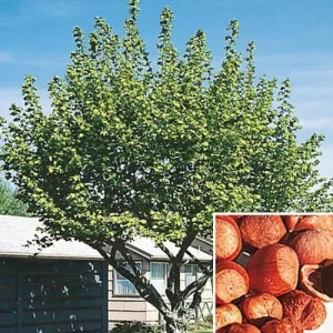 American Hazelnut Tree (Corylus Americana) – 5 Bareroot Plants – 6-12