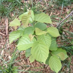 American Hazelnut Tree Seeds (Corylus americana) - 12+ Float Tested Seeds for Planting - Image 6