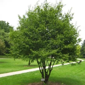 American Hornbeam Bare Root Seedlings - 2 Pack, 1-2 ft Tall, Outdoor Tree - Image 1