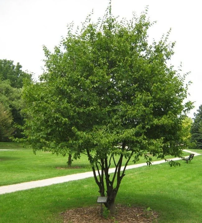 American Hornbeam Bare Root Seedlings - 2 Pack, 1-2 ft Tall, Outdoor Tree - Image 1