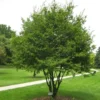 American Hornbeam Live Plant - Carpinus caroliniana - Quart Pot - Outdoor Tree - Image 1