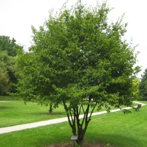 American Hornbeam Live Plant - Carpinus caroliniana - Quart Pot - Outdoor Tree - Image 1