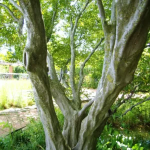 American Hornbeam Live Plant - Carpinus caroliniana - Quart Pot - Outdoor Tree - Image 2