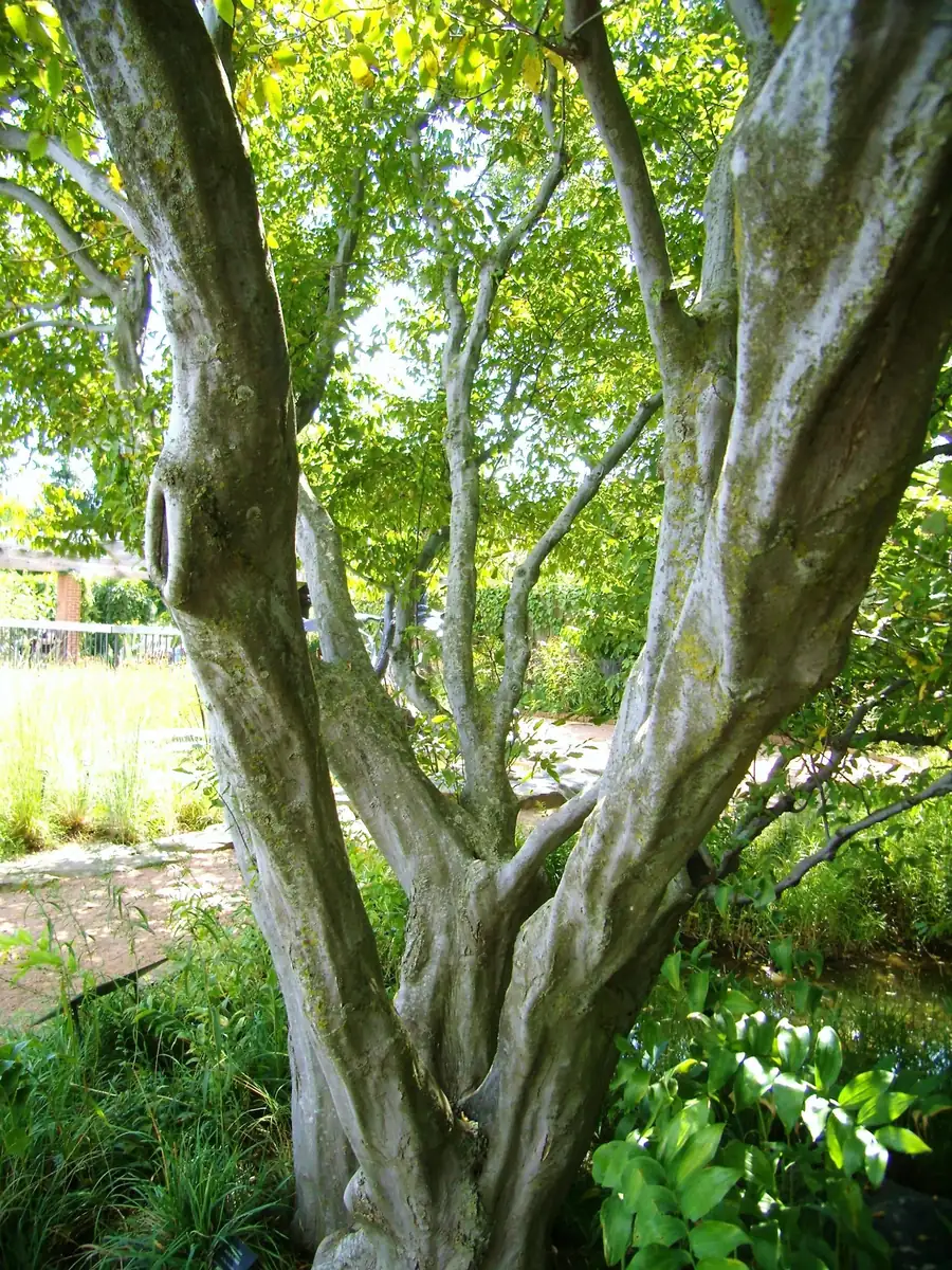 American Hornbeam Live Plant - Carpinus caroliniana - Quart Pot - Outdoor Tree - Image 2
