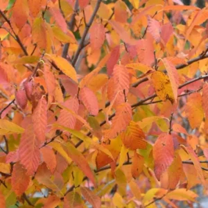American Hornbeam Live Plant - Carpinus caroliniana - 6-12