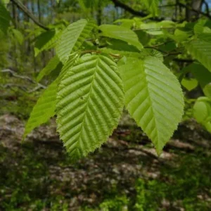 American Hornbeam Live Plant - Carpinus caroliniana - Quart Pot - Outdoor Tree - Image 3
