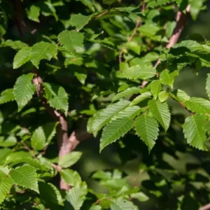 American Hornbeam Live Plant - Carpinus caroliniana - 6-12