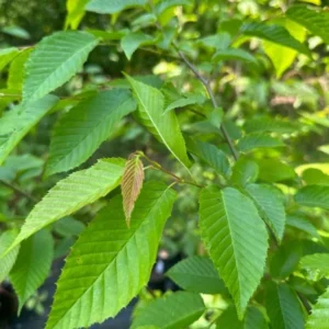 American Hornbeam Live Plant - Carpinus caroliniana - 6-12