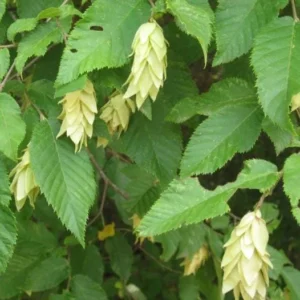 American Hornbeam Live Plant - Carpinus caroliniana - 6-12
