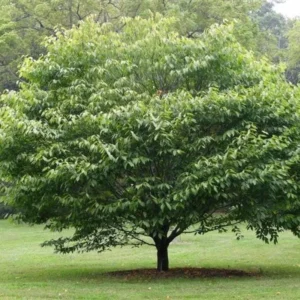 American Hornbeam Live Plant - Carpinus caroliniana - 6-12
