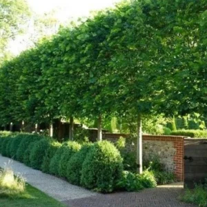 American Hornbeam Live Plant - Carpinus caroliniana - 6-12