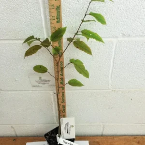 American Hornbeam Live Plant - Carpinus caroliniana - 6-12