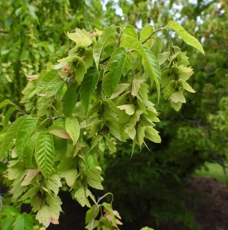 American Hornbeam Live Plant – Quart Pot – Native Deciduous Tree – Outdoor - Image 3