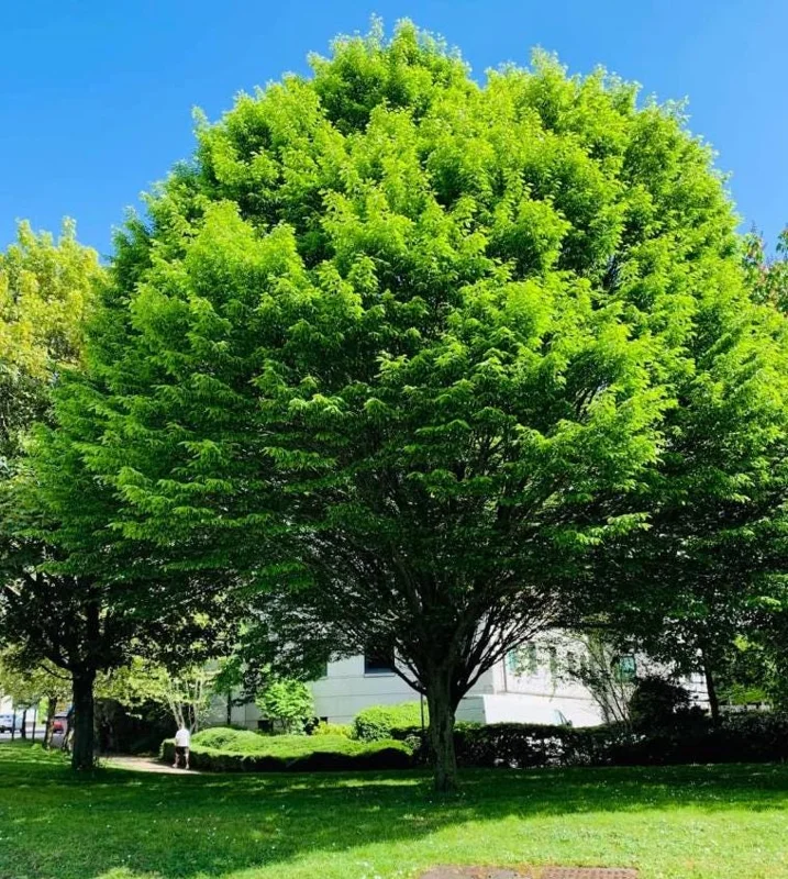 American Hornbeam Live Plant – Quart Pot – Native Deciduous Tree – Outdoor - Image 4