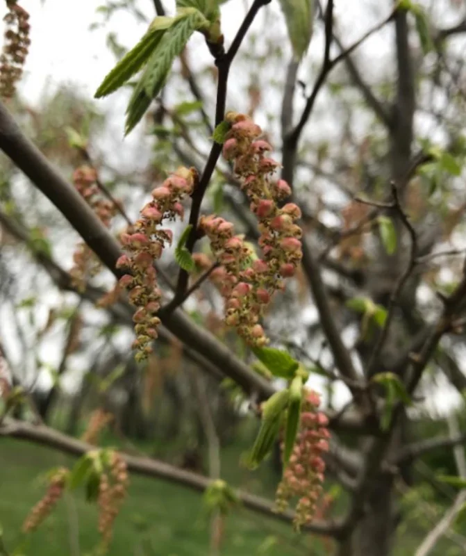 American Hornbeam Live Plant – Quart Pot – Native Deciduous Tree – Outdoor - Image 8
