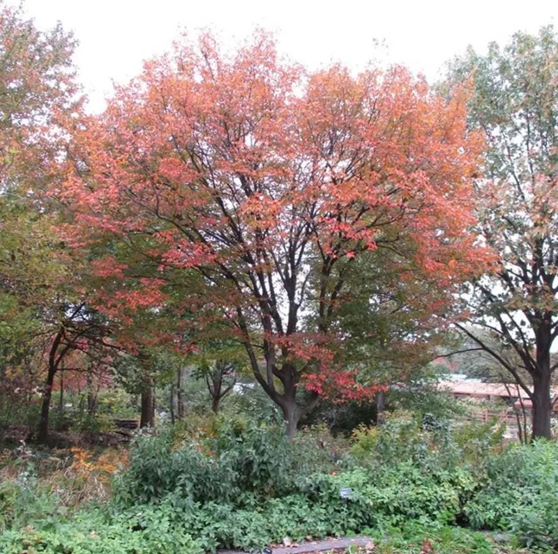American Hornbeam Live Plant – Quart Pot – Native Deciduous Tree – Outdoor - Image 9