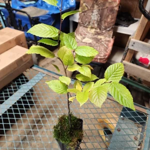 American Hornbeam Live Tree - 4