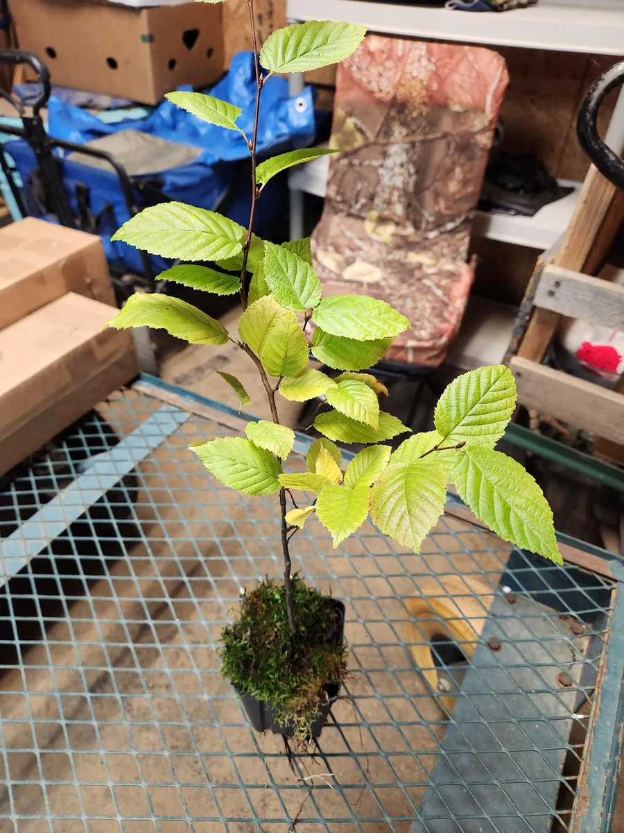 American Hornbeam Live Tree - 4" Container Carpinus Caroliniana, Outdoor Shade - Image 2