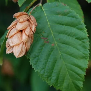 American Hornbeam Live Tree – Carpinus caroliniana – 6-12in Tall Plant in Quart Pot – Brilliant Fall Color – Outdoor - Image 2