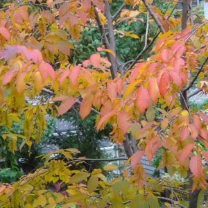 American Hornbeam Live Tree – Carpinus caroliniana – 6-12in Tall Plant in Quart Pot – Brilliant Fall Color – Outdoor - Image 5