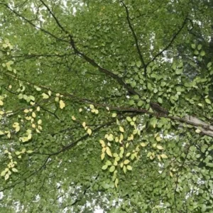 American Hornbeam Live Tree – Carpinus caroliniana – 6-12in Tall Plant in Quart Pot – Brilliant Fall Color – Outdoor - Image 7