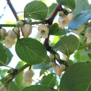 American Persimmon Live Bareroot Tree - Diospyros virginiana 12-18+ Inches Tall - Image 3