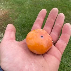 American Persimmon Live Plant 4